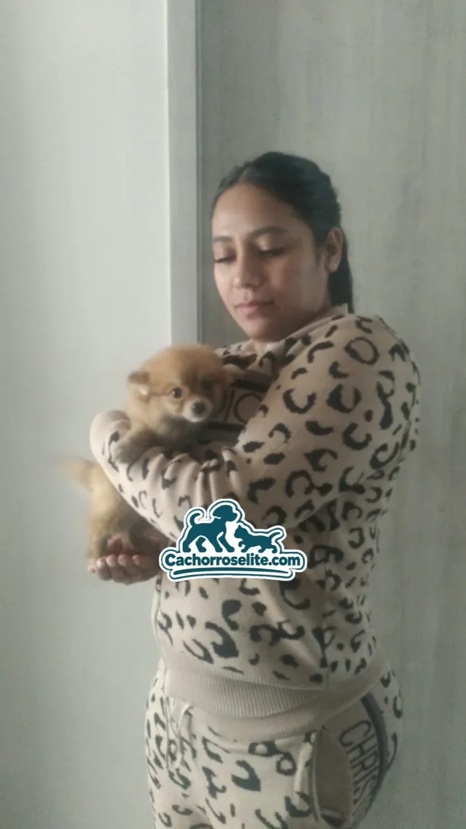 Clienta cargando su cachorro Pomerania naranja