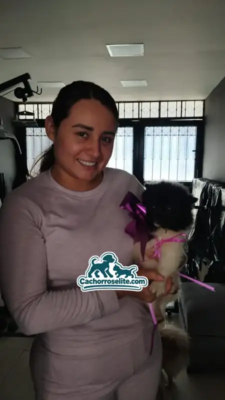 Clienta feliz con su cachorro Pomerania negro y blanco con moño de regalo