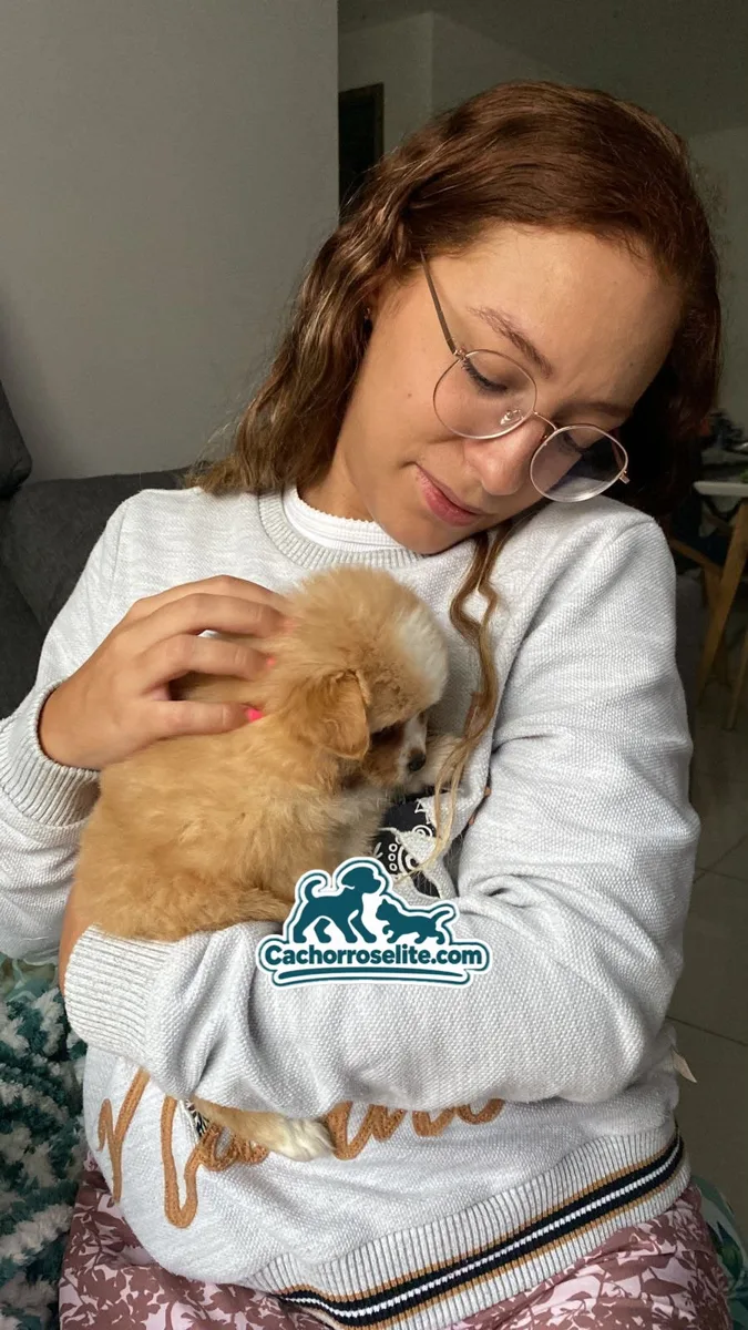 Clienta abrazando a su cachorro Pomerania parti naranja y blanco