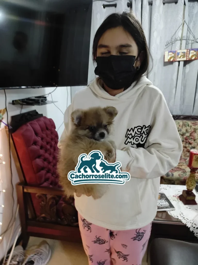 Cachorro Pomerania sable en brazos de su nueva familia