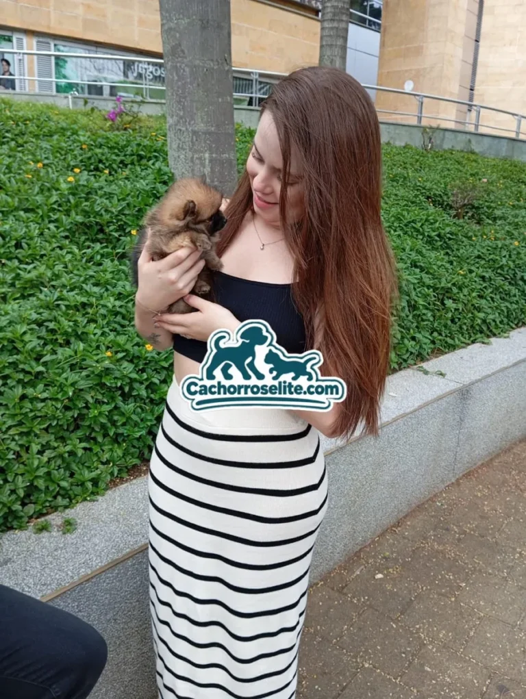 Clienta abrazando con cariño a su cachorro Pomerania sable