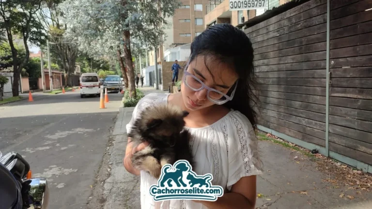 Clienta con su cachorro Pomerania sable oscuro en la calle